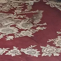 سهره خاکی|پرنده|زرقان, |دیوار