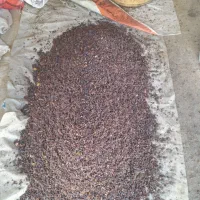 کشمش آفتابی مجول گله