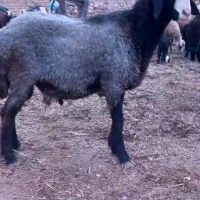 بره قوچ اصیل شالی