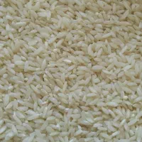 برنج کامفیروزی اصل برداشت امسال|خوردنی و آشامیدنی|شیراز, جمال آباد|دیوار