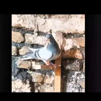 ۵ تا کفتر|پرنده|تربتحیدریه, یحیی آباد|دیوار