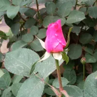 گردشگری طبیعت زیبای تهران