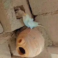 مرغ عشق پروانه|پرنده|قشم, |دیوار