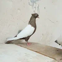 کبوتر دم سفیدوسینه ای.دم‌زرد|پرنده|باوی, |دیوار