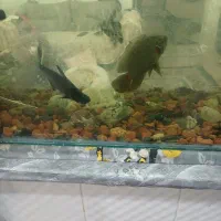 اکواریوم با ماهی