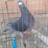 چاپی مسافتی نرپلاک ۲۰۱۹ معاوضه با طوقی نر|پرنده|مینودشت, |دیوار