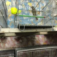 قناری سر درد