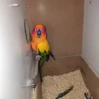 خورشیدی سان کانور خالص|پرنده|کاشمر, |دیوار