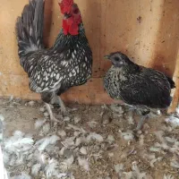 فروش یک جفت مرغ وخروس میناتور