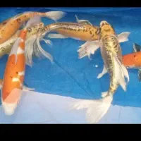 ماهی کوی|ماهی|مشهد, شهرک صنعتی توس|دیوار