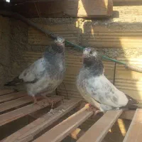 جوجه پاکستانی تیدی