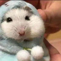 همسترهای فسقلی .بندانگشتی هدیه جذاب ودوستداشتنی|موش و خرگوش|اصفهان, بهاران|دیوار