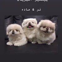 مجموعه ‌پرورش توله سگ پامرانین تیکاپ|سگ|شیراز, معالی‌آباد|دیوار