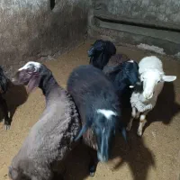 گوسفند نر قربانی