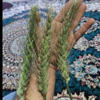 تبن للبیع خمس چبات من السنه واید نظیف