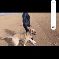 سگ پژدر اصیل