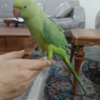 طوطی ملنگو|پرنده|امیدیه, |دیوار