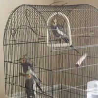 عروس هلندی خاکستری ۲ساله
