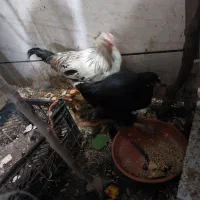 نیمچه مرغ و خروس محلی زیر مرغی|حیوانات مزرعه|اسلامشهر, شهرک مفیدی|دیوار