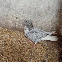 هفت‌رنگ دم‌سفید نر