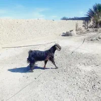 بز آبستن ۳عدد|حیوانات مزرعه|ایرانشهر, |دیوار