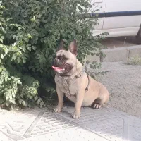 سگ فرنچ بولداگ ماده