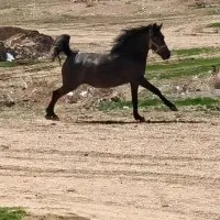 نریان ۲ سال و مادیان کورد