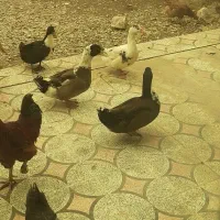 اردک سالم و سرحال|حیوانات مزرعه|بیرانوند, |دیوار