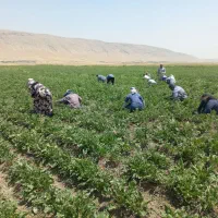 سرکارگر کشاورز ی|خدمات باغبانی و درختکاری|کرمانشاه, |دیوار
