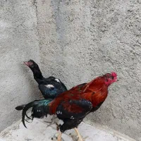 مرغ و خروس لاری