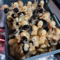 جوجه اردک ۳ روزه