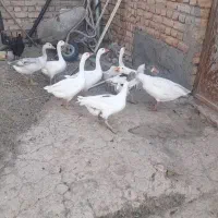 غاز|حیوانات مزرعه|معصومیه, |دیوار