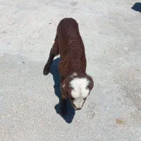 بره ۱۰ میلیون