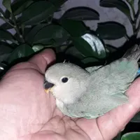 طوطی کوتوله سرلاکی و نرمه خور|پرنده|فولادشهر, A1|دیوار