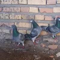 کبوتر|پرنده|سرخنکلاته, |دیوار