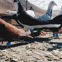 کفتر|پرنده|زاوه, |دیوار