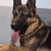 سگ ژرمن شپرد