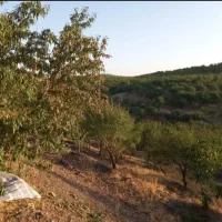 مارکده باغ هزار متری