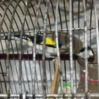 سهره ماده دورگ وسر سیاه|پرنده|شیراز, کوشک میدان|دیوار