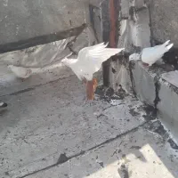 کبوتر