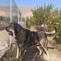 پانسیون وداگ‌پارک ویژه سگ‌هامراقبت بازی وآموزش|خدمات پیشه و مهارت|شیراز, شهرک قمشه|دیوار