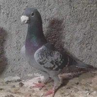 کبوتر مگس و سبز
