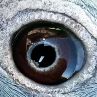 نر آردن|پرنده|خمک, |دیوار