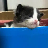 واگذاری گربه|گربه|بندر ماهشهر, |دیوار