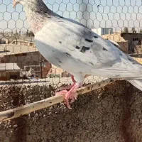 کبوتر|پرنده|نیشابور, فضل|دیوار