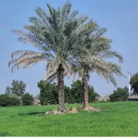 نخل|خدمات باغبانی و درختکاری|شوشتر, |دیوار