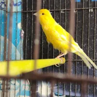 قناری نر طلایی جوان
