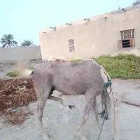 اسب|اسب و تجهیزات اسب‌سواری|سیریک, |دیوار
