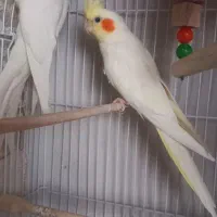 جفت عروس هلندی