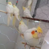 عروس هلندی لوتینو آهویی|پرنده|جغتای, |دیوار